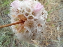 Armeria macrophylla