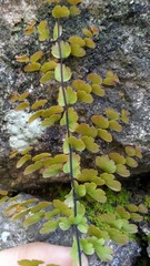 Adiantum concinnum