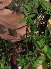 Ypthima baldus newboldi