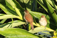 Certhiaxis cinnamomeus