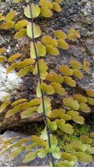 Adiantum concinnum
