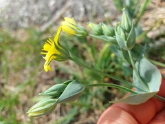 Blackstonia acuminata
