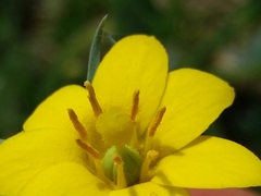 Blackstonia acuminata