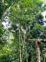 Cupania rufescens