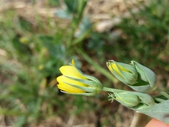 Blackstonia acuminata