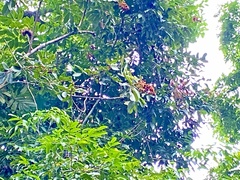 Cupania rufescens