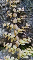 Adiantum concinnum