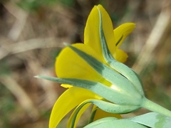 Blackstonia acuminata
