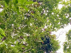Cupania rufescens