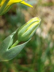 Blackstonia acuminata