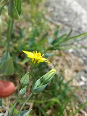Blackstonia acuminata