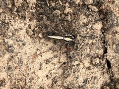 Oxyopes tridens