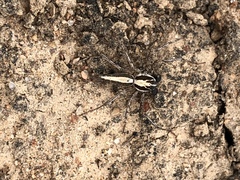 Oxyopes tridens