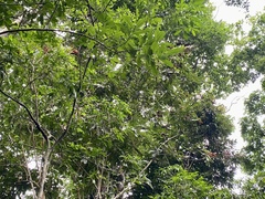 Cupania rufescens