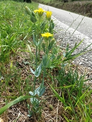Blackstonia acuminata
