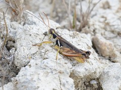 Melanoplus keeleri
