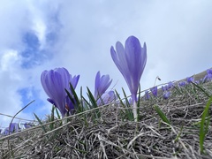 Crocus veluchensis