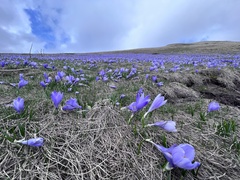 Crocus veluchensis