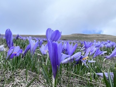 Crocus veluchensis