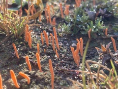 Sulzbacheromyces