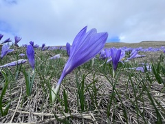 Crocus veluchensis