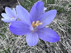 Crocus veluchensis