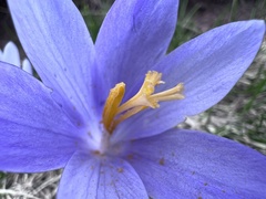 Crocus veluchensis