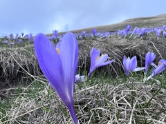Crocus veluchensis