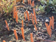 Sulzbacheromyces