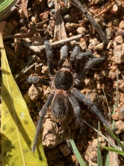 Homoeomma uruguayense