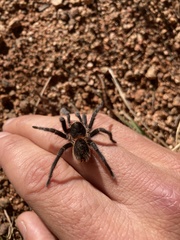 Homoeomma uruguayense