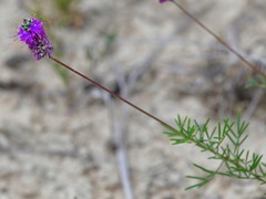 Dalea tenuis