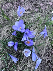 Crocus veluchensis