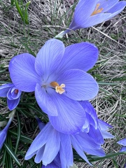 Crocus veluchensis