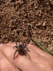 Homoeomma uruguayense