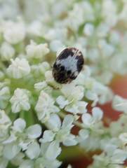 Anthrenus sophonisba