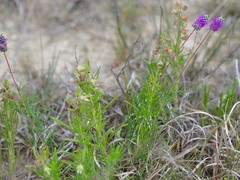 Dalea tenuis