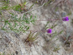 Dalea tenuis