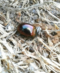 Chrysolina varians