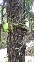 Tillandsia caput-medusae