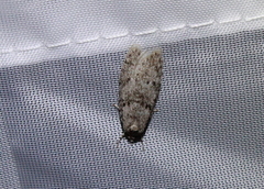Semioscopis megamicrella