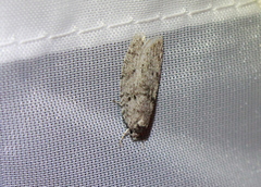 Semioscopis megamicrella