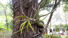 Tillandsia caput-medusae