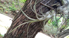 Tillandsia caput-medusae