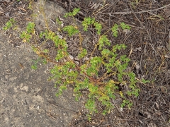 Euphorbia falcata