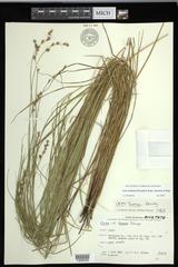 Carex echinodes