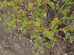 Euphorbia falcata