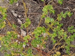 Euphorbia falcata