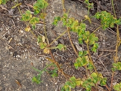 Euphorbia falcata