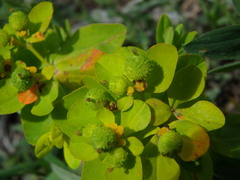 Euphorbia verrucosa